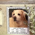 Indian Embassy's Baby Alpha